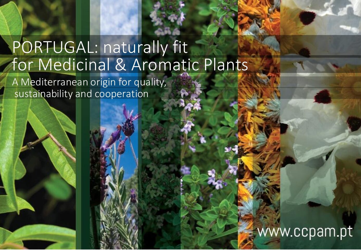 Portugal: naturally fit for medicinal and aromatic plants